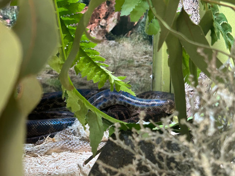 汉密尔顿岛野生动物世界-汉密尔顿岛必去景点