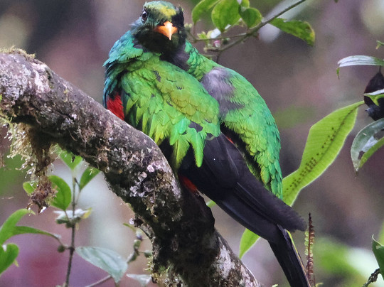 Ecuador Birds Tours-基多必去景点