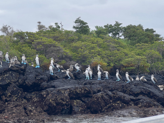 Galapagos by Local Guides-圣克鲁斯必去景点