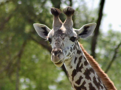 Cubs Expeditions Limited-阿鲁沙必去景点