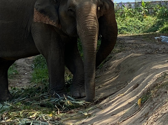 Phuket Elephant Nature Reserve-他朗必去景点