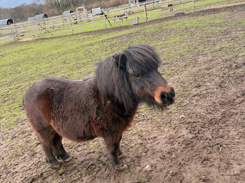 Woodlands Alpaca Farm-沃灵顿必去景点