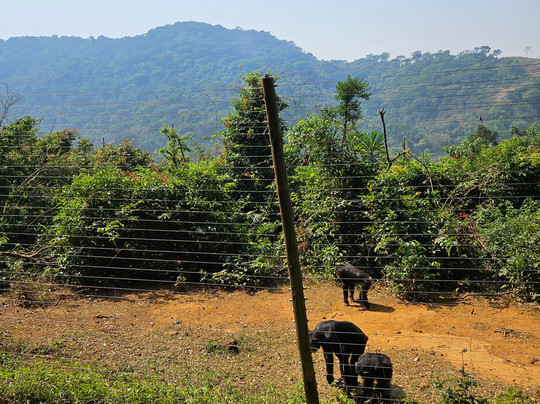Tacugama Chimpanzee Sanctuary-弗里敦必去景点