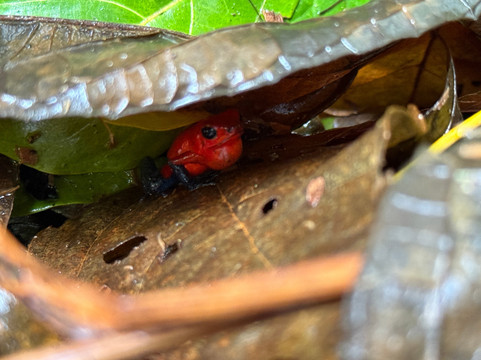 Jungle Life Costa Rica-Bijagua de Upala必去景点
