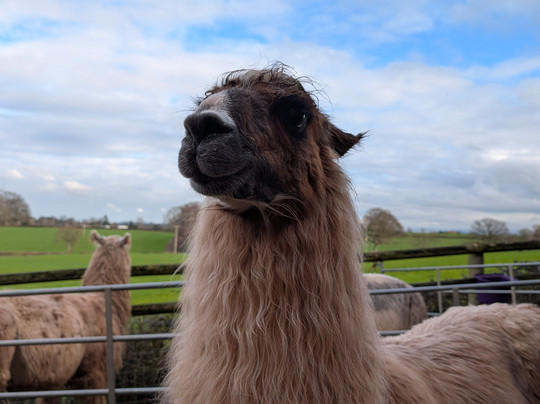 Briery Hill Llamas-Kilcot必去景点