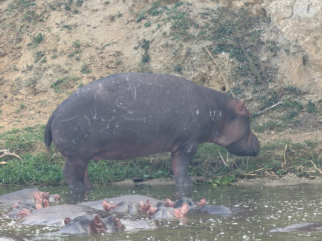 Kazinga Channel-伊丽莎白女王国家公园必去景点