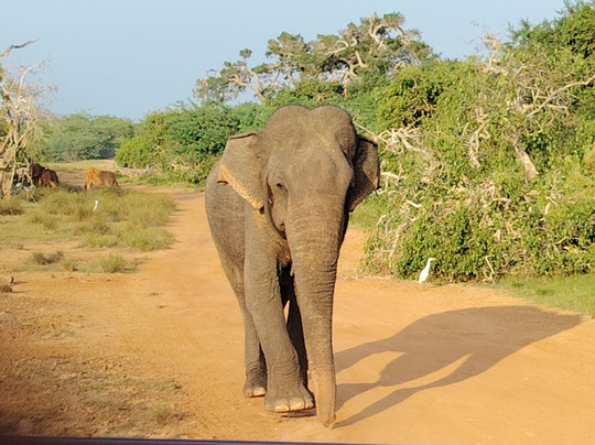 Kamal Safari Bundala Park-Hambantota必去景点