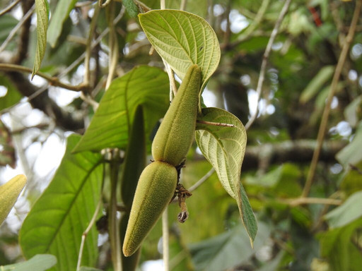 Selva Teenek Ecopark主图