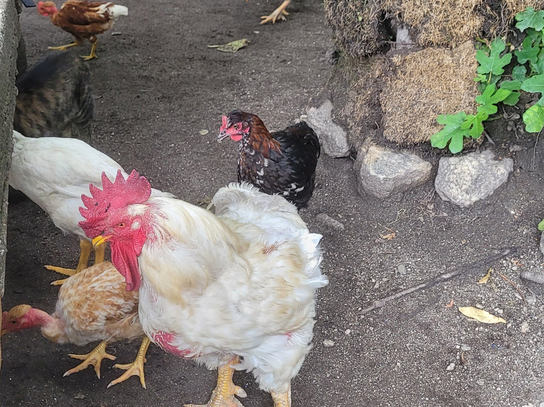 El Puesto de Ferreyra-圣哈维尔必去景点