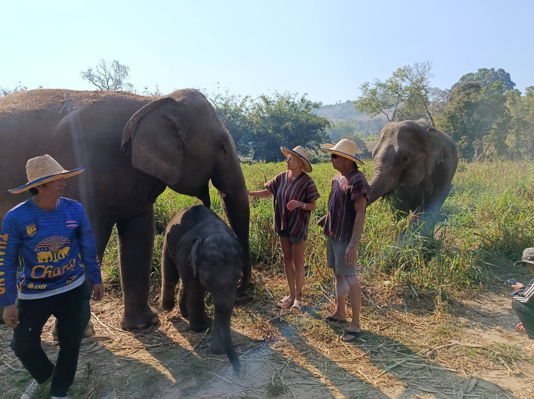 Chiangmai Elephant Heritage-清迈必去景点
