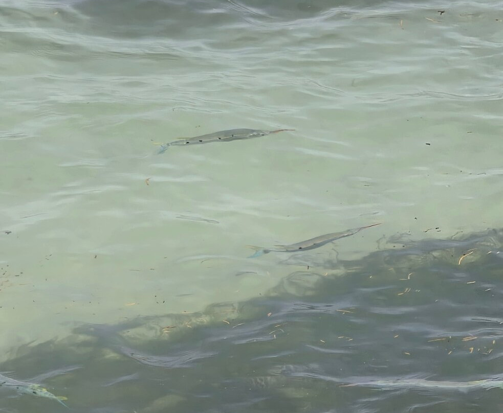 Blue Sea Divers Sainte-Anne-Sainte Anne Island必去景点