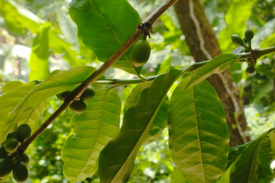 Trilha do Cafe - Sítio Aguas Finas-Guaramiranga必去景点