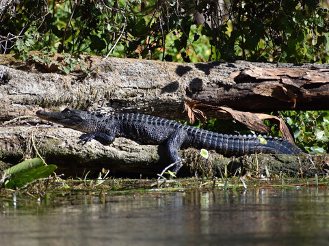 Silver Springs State Park-Silver Springs必去景点