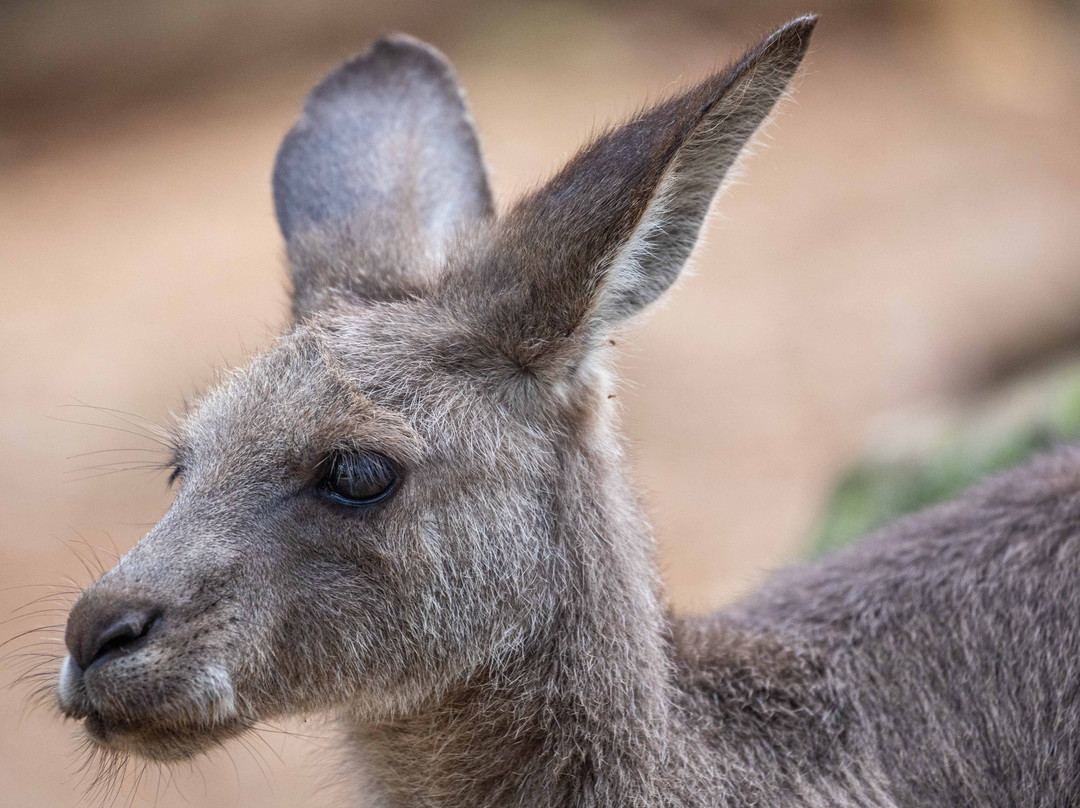 Byron Bay Wildlife Sanctuary-Knockrow必去景点
