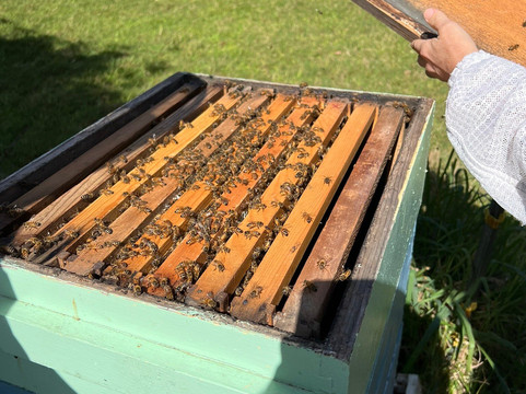 Bird And Bee Hawaii-霍诺卡阿必去景点