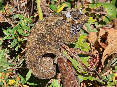 Bale Trek Ethiopia Tours-Goba必去景点
