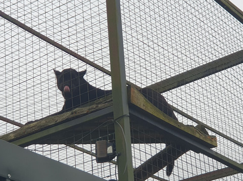 The Big Cat Sanctuary-Smarden必去景点