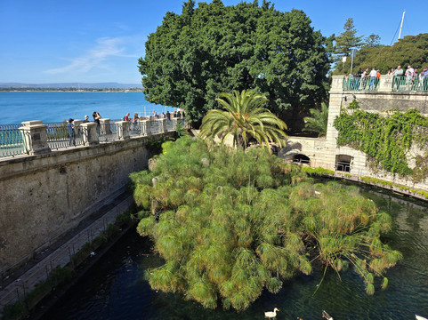 Fonte Aretusa-锡拉库扎必去景点