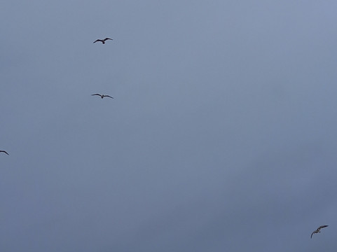 布莱顿码头-布莱顿必去景点