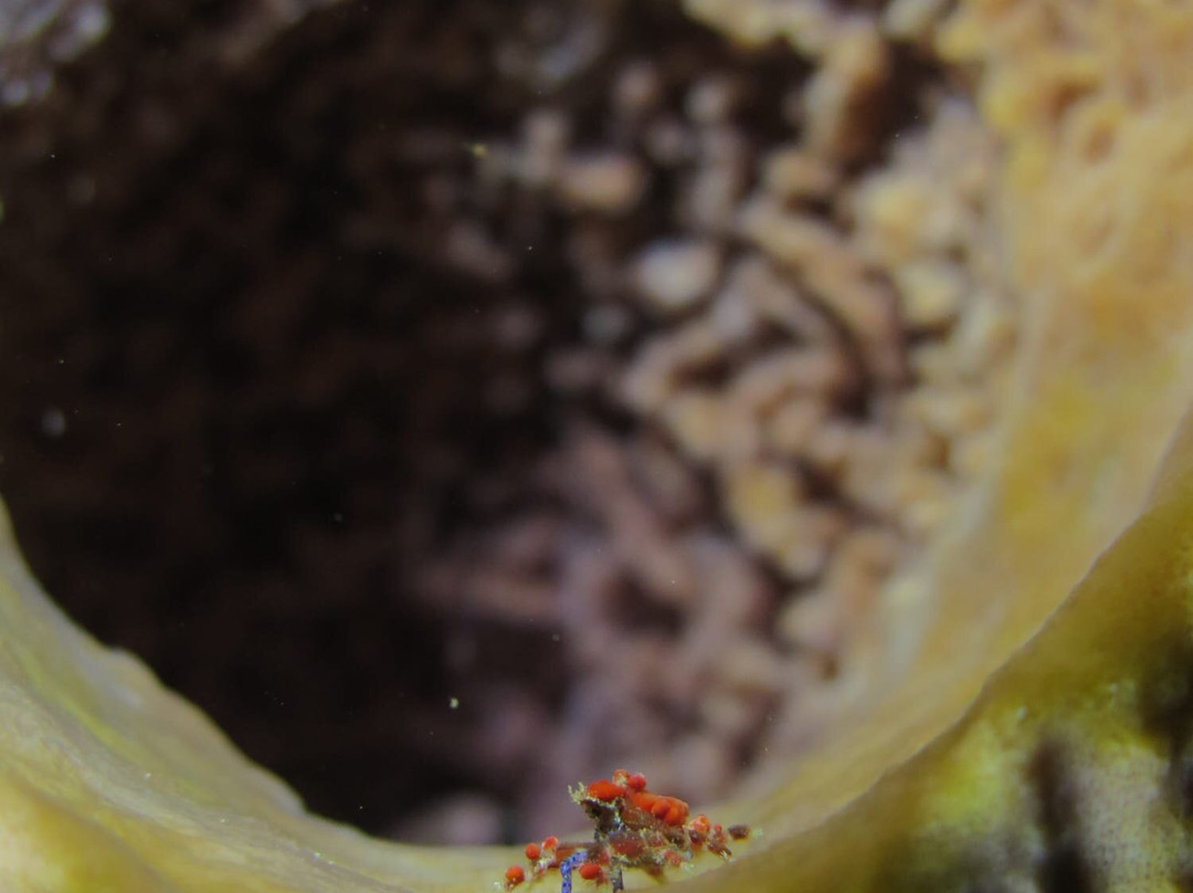 Alpha Plongée Martinique-Les Anses d'Arlet必去景点