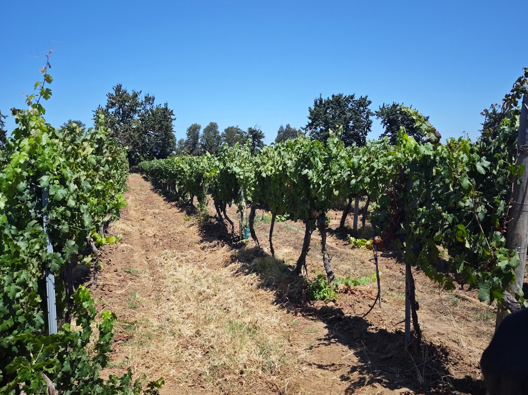 Viña Terranoble-San Clemente必去景点