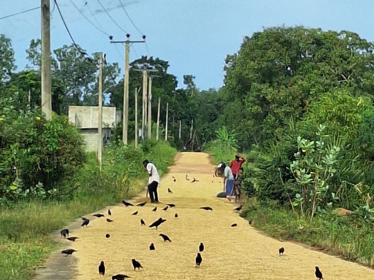 Chauffeur Sri Lanka by Dohansa Lanka Tours-尼甘布必去景点