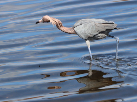 Merritt Island National Wildlife Refuge-Merritt Island必去景点