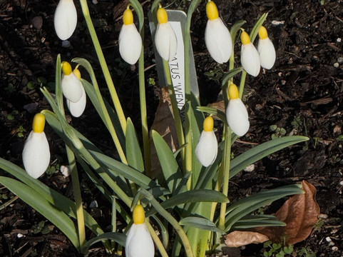 Cambo Gardens-圣安德鲁斯必去景点