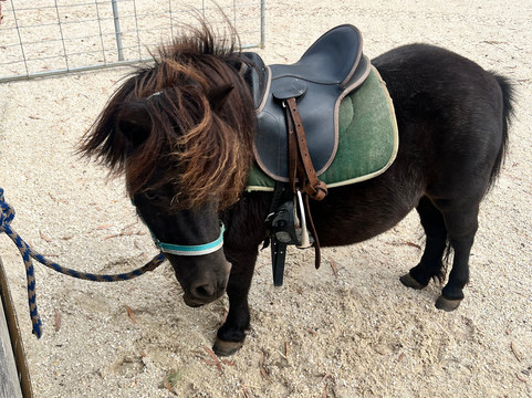 Spring Creek Horse Rides-贝尔布拉必去景点