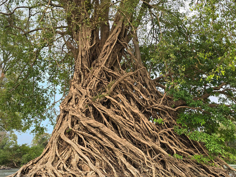 Dolphin Kayaking Adventures-Kratie必去景点