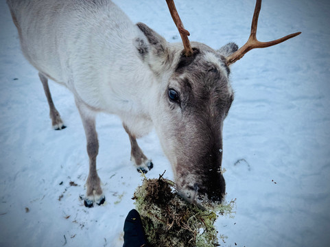 Inari Reindeer Farm-伊纳里必去景点