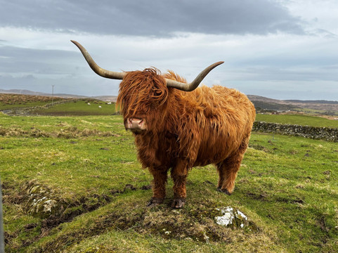 Kitchen Coos & Ewes-New Luce必去景点