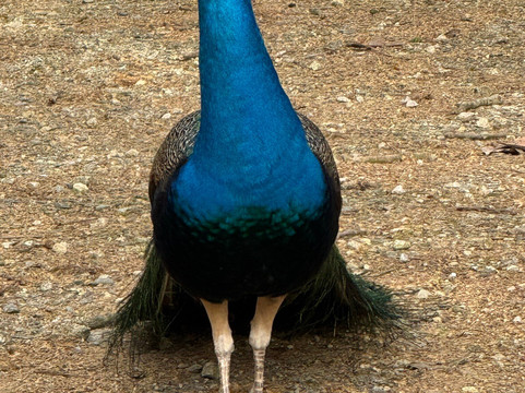 Parc Animalier et Botanique de Branféré-Le Guerno必去景点