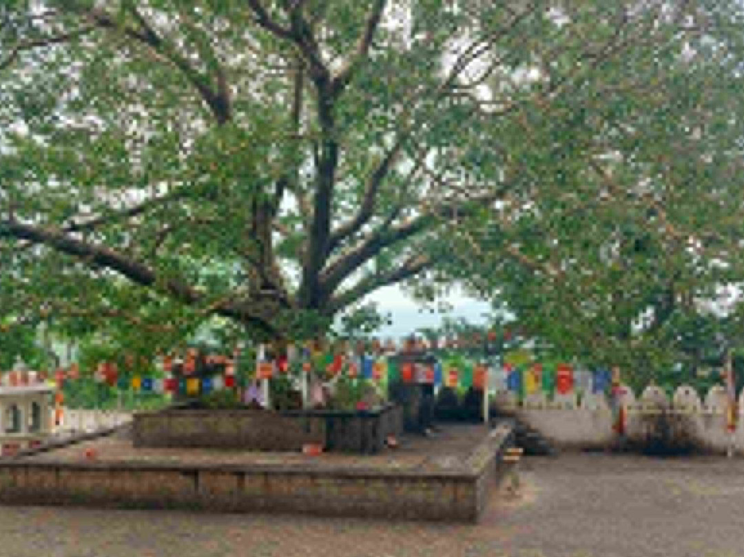 Tours Lanka with Manoj-尼甘布必去景点