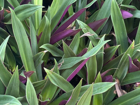 Chukka Eco-Adventure Outpost at Good Hope-法尔茅斯必去景点