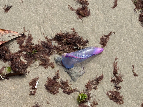 Armação de Itapocoroy-佩尼亚必去景点