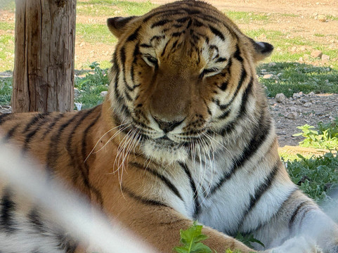 Melios Zoo-尼科西亚必去景点