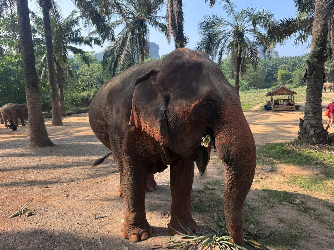 Krabi Elephant House Sanctuary-Sai Thai必去景点