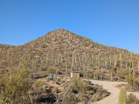 Saguaro National Park-图森必去景点
