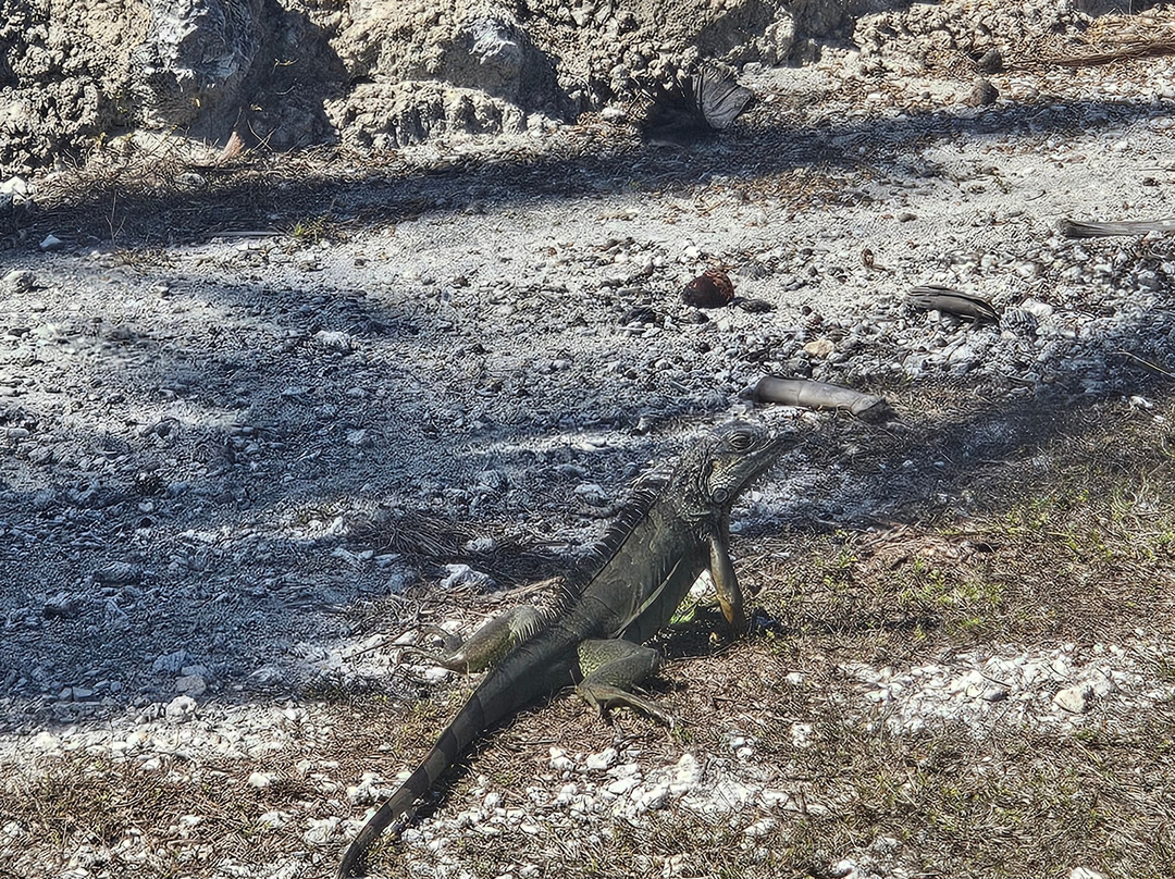 Sea Turtle Center-马拉松必去景点