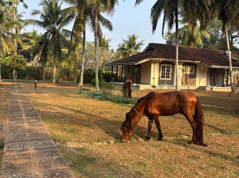 塔玛林德树酒店主图