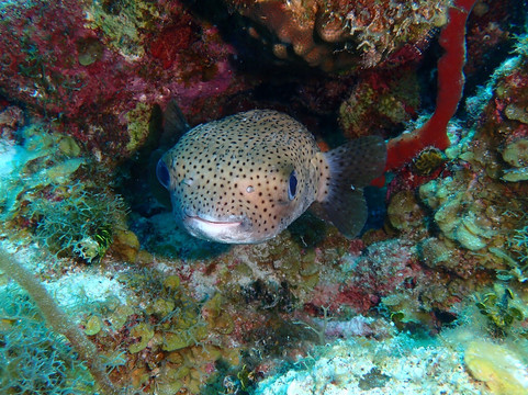 Living The Dream Divers-七哩滩必去景点