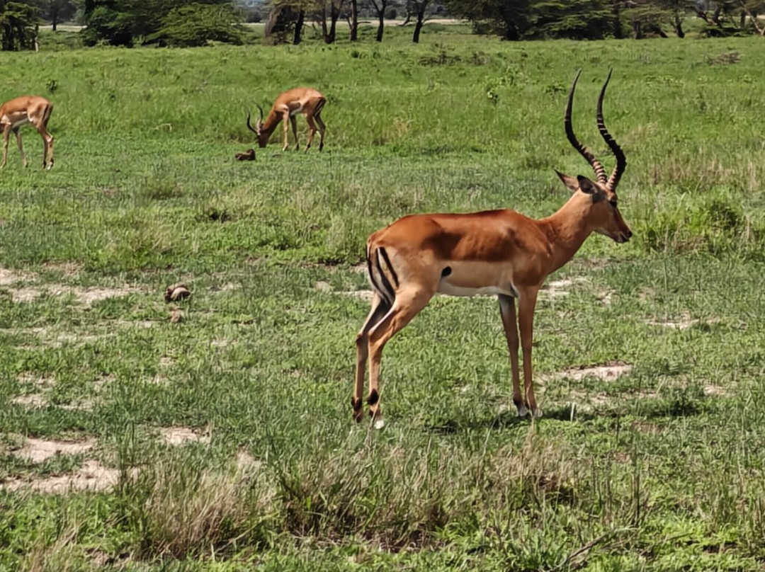 Maasai Safari & Cultural Tours-Kimana必去景点