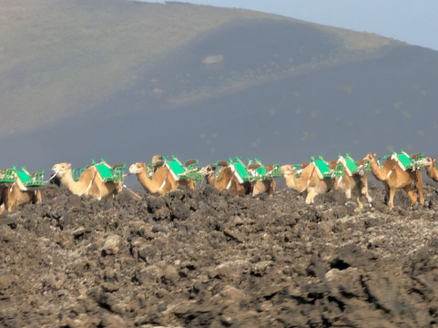 Rotonda De Los Camellos-Uga必去景点