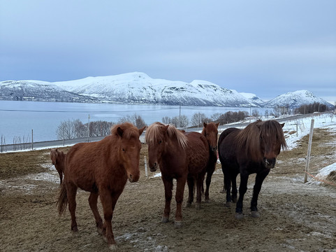 Tromsø Lyngshest-特罗姆瑟必去景点