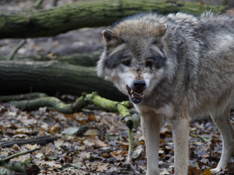 Wolfcenter Dörverden-Doerverden必去景点