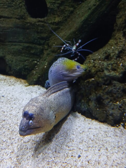 Odysseo Oceanarium Mauritius-路易士港必去景点