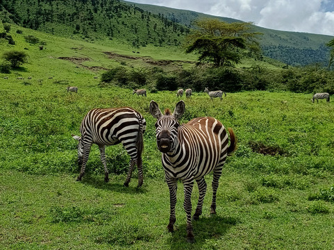 Tam Tours-桑给巴尔市必去景点