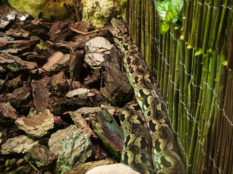 Safari Zoo Mallorca-萨可马必去景点