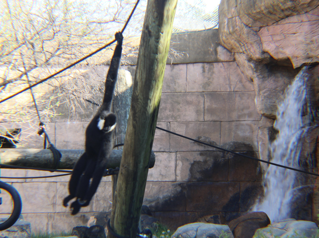 Memphis Zoo-孟菲斯必去景点